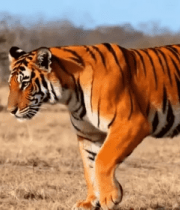 野外站立的老虎素材1840#横屏 