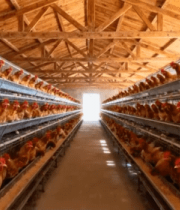 养鸡场内母鸡养殖场景13031#横屏 