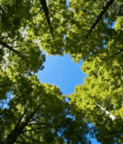 仰视森林茂密树冠景象7143#横屏 