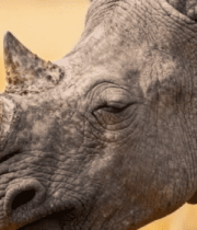 野生犀牛特写素材2415#横屏 