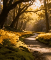 阳光照耀下的森林小路13514#横屏 
