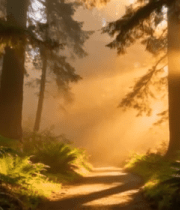 阳光照耀下的森林小径1019#横屏 