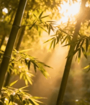 阳光照耀下的竹林场景14297#横屏 