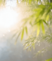 阳光照耀下的竹林素材14021#横屏 