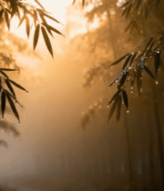 阳光照耀下的竹林景色12796#横屏 