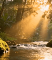 阳光照耀下的森林溪流场景9842#横屏 