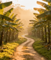 阳光照耀下的香蕉林小路2974#横屏 