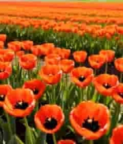 橙色郁金香花海景观4153#横