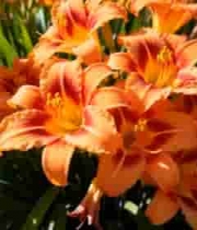 橙红色萱草花朵特写2902#横