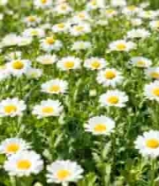 雏菊盛开的自然场景4108#横