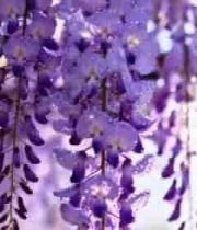 垂挂的带水珠紫色紫藤花3608#横