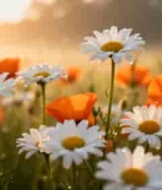 带露珠的野花田园风景1725#横