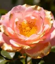 带金边的粉色玫瑰特写4695#横