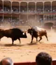 斗牛场中斗牛竞技场景432#横