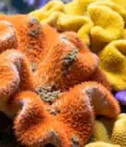 多彩珊瑚海底特写4843#横