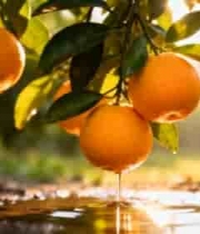 果园挂枝橙子特写4030#横屏 