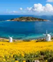 海边风车与黄色花田景观5209#横屏 