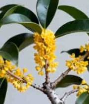 桂花树枝特写素材2577#横屏 