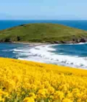 海边油菜花与海岛风景3076#横屏 