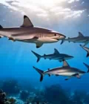 海底鲨鱼群游动素材(1)4469#横屏 