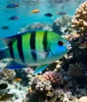 海底多彩珊瑚与游动鱼群(1)2463#横屏 