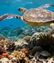 海底海龟游弋珊瑚礁场景(1)3860#横屏 