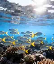 海底鱼群珊瑚礁实拍素材1139#横屏 