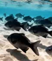 海底鱼群游动画面1424#横屏 