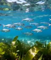 海底鱼群游动素材(1)4324#横屏 