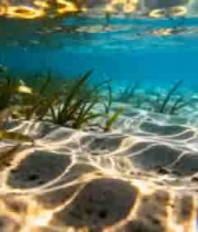 海底水草与沙床景象151#横屏 