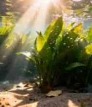 海底阳光照射下的绿色水草721#横屏 