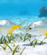 海底双鱼游动画面4963#横屏 