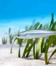 海底小鱼游弋于海草间2507#横屏 