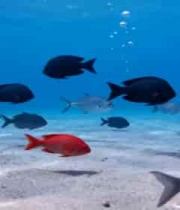 海底鱼群游动实拍素材3590#横屏 