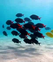 海底鱼群游动素材1022#横屏 