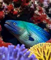 海底珊瑚礁中的彩色鱼类3013#横屏 