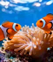 海底小丑鱼与珊瑚素材2199#横屏 