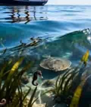 海面下的海马与海龟2417#横屏 