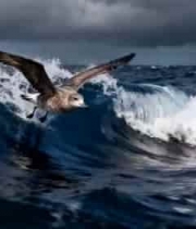 海鸟于波涛上飞翔的自然景象4978#横屏 