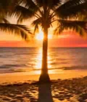 海滩日落时分的棕榈树景观1683#横屏 