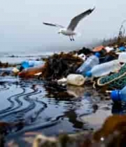 海滩塑料垃圾海鸥飞过867#横屏 