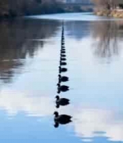 河面上排队游动的鸭子2411#横屏 