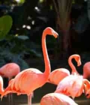 群聚的火烈鸟125#横屏 