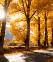 秋日银杏树林中的道路风光1922#横屏 