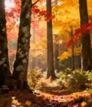 秋季森林自然风光2205#横屏 