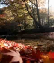 秋日森林溪流枫叶美景3627#横屏 