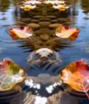 水面漂浮的多彩落叶1706#横屏 