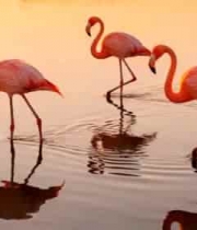 水中漫步的火烈鸟素材3610#横屏 