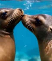 水下亲昵互动的海狮3806#横屏 