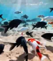 水下设备与游动鱼群画面133#横屏 